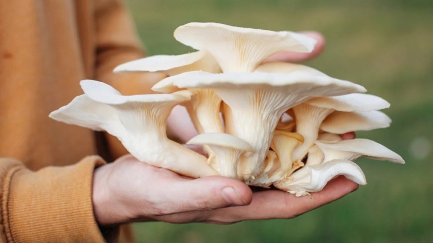 The Mushroom Boom: Rising Popularity Raises Concerns About Poisonings, Experts Warn