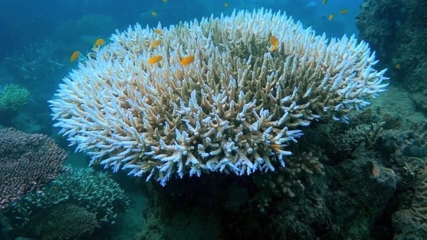 Coral bleaching: Fourth global mass stress episode underway - US scientists